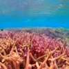 3月5日はサンゴの日！海洋汚染と環境問題を考えて脱プラ・脱炭素社会へ【SDGs】